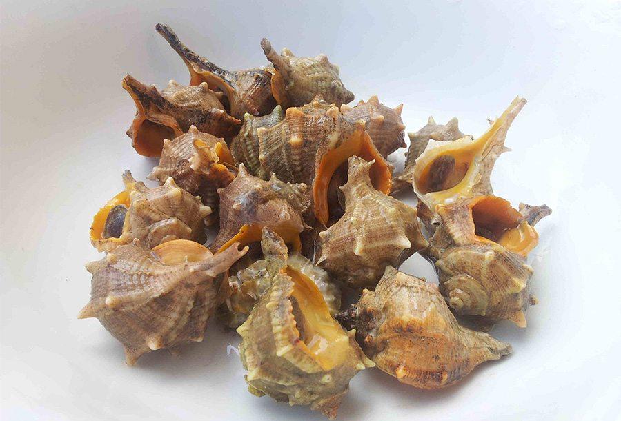 Ricetta Lumache di Mare Ricetta Lumache di Mare