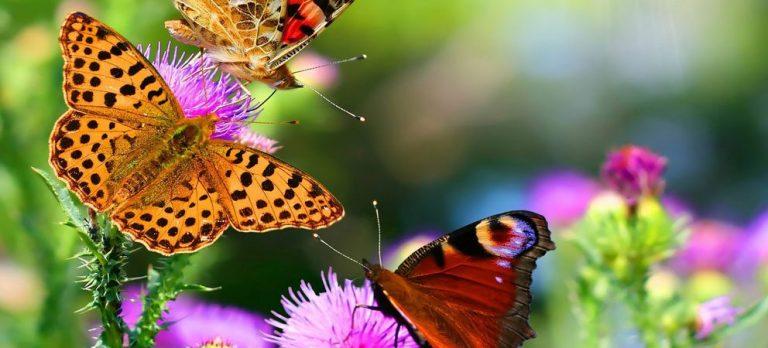 Casa delle Farfalle di Cervia