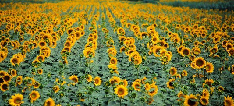 Bëla burdèla fresca e campagnöla