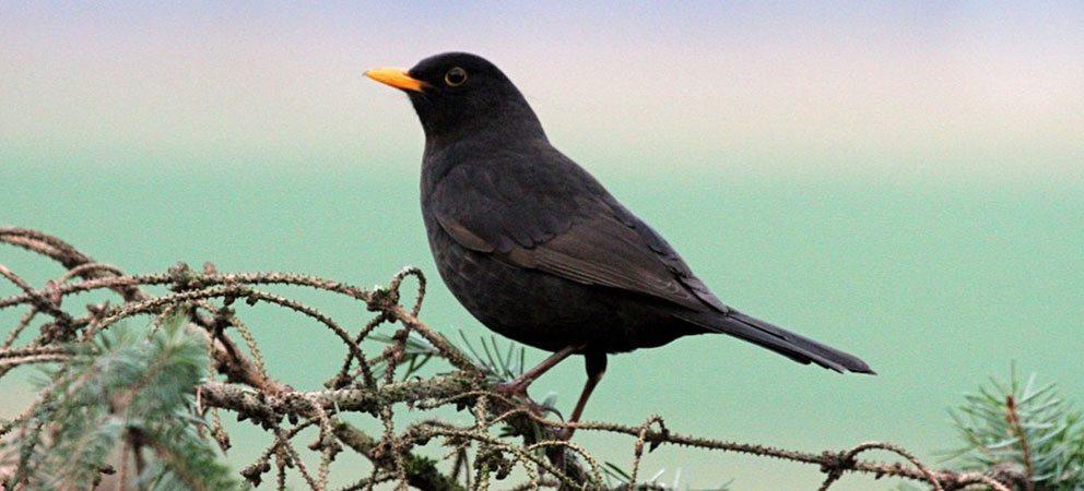 I giorni della merla - La Leggenda