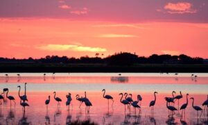 Cervia-salina